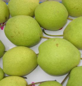 Shandong Pear