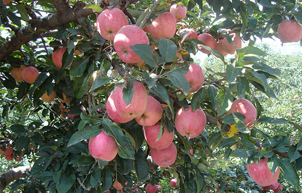 Apple Harvesting