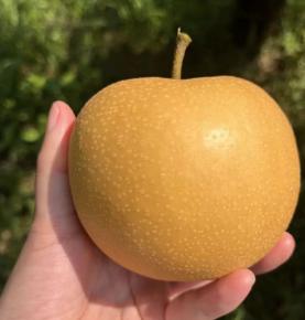 QIUYUE PEAR